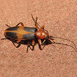 Ditylomorphus inconstans